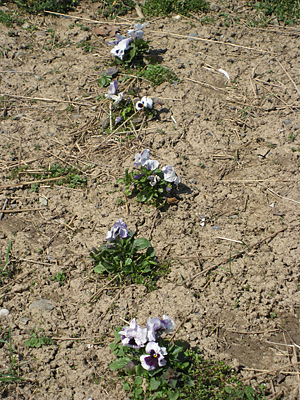 pansy mulched